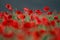 Flowers Wild Red poppies blossom on field. Beautiful field red poppies with selective focus. Red poppies in soft light. Opium pop