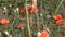 Flowers of wild red poppy in thickets of grass.