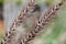 flowers from wild reed grass close up for the background