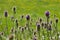 Flowers of wild teasel in autumn, also called Dipsacus fullonum or wilde karde, selected focus