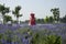 Flowers, windmill, lavender, Verbena officinalis L.