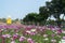 Flowers, Windmill, Trees