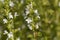Flowers of Winter savory, Satureja montana
