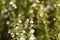 Flowers of Winter savory, Satureja montana