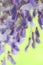 Flowers of wisteria, blurred, green background