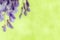 Flowers of wisteria, blurred, space for text