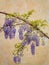 Flowers of wisteria floribunda.