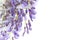 Flowers of wisteria, on white, space for text