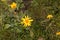 Flowers of wolf`s bane Arnica montana