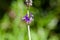 Flowers of a wolly lavender, Lavandula lanata