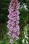 Flowers of Woolly foxglove or Grecian foxglove. Digitalis lanata