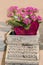 Flowers for the writer - A pot of pink flowers sits inside a ceramic container made to look like an old fashioned retro typewriter