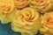 Flowers of yellow beautiful roses, many petals in droplets of water