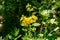 Flowers of yellow celandine in forest