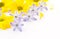 Flowers yellow chrysanthemums and blue hyacinth