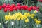 Flowers yellow daffodils field background