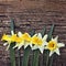 Flowers yellow daffodils on a wooden vintage background