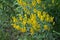 Flowers yellow Genista tinctoria.Flowering dyers broom Genista tinctoria