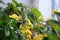 Flowers yellow Kalanchoe and Hybrid begonia Tiger Paws or Eyelash  growing in pots  on window sill.  Cozy home. Air purifying