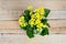 Flowers yellow Kalanchoe on a wooden background in flower pot.