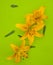 flowers are yellow lilies, unfolded directly on a green background