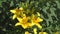 Flowers yellow lily on a bed with raindrops