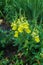 Flowers of the yellow lion`s pharynx macro on nature background