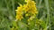 Flowers yellow loosestrife