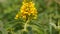 Flowers yellow loosestrife inflorescences close-up