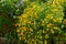 Flowers of yellow marigolds on a flower bed in the garden.