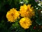 Flowers of yellow marigolds on a flower bed in the garden