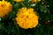 Flowers of yellow marigolds on a flower bed in the garden
