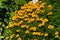 Flowers of yellow marigolds on a flower bed in the garden