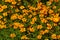 Flowers of yellow marigolds on a flower bed in the garden