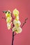 Flowers of yellow Orchid Sahara phalaenopsis on pink background. Beautiful home plants. Selective focus. Copy space for your text