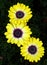 Flowers, yellow, Osteospermum