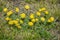 Flowers yellow patrinia wild summer meadow