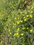 Flowers yellow, perennial plant in the garden