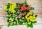 Flowers of Yellow and Red, Pink, Purple Kalanchoe on a wooden background. Close-up. Top view