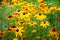 Flowers yellow rudbeckia. Blooming flowers of yellow rudbeckia Black-eyed Susan flower bed in the summer garden