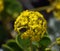 The flowers of yellow sand verbena