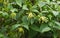 Flowers Ylang-Ylang, for the manufacture of essential oil for pe