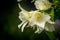 Flowers on a young jasmine bush in late spring in the garden