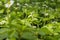 Flowers of a young spring strawberry on a background of green leaves under beams of the sun