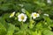 Flowers of a young spring strawberry on a background of green leaves under beams of the sun