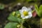 Flowers of a young spring strawberry on a background of green leaves under beams of the sun