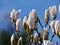 The flowers of Yulan magnolia blooming against blue sky