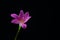 flowers zephyranthes Pink on black background A bright green sta