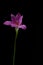 flowers zephyranthes Pink on black background A bright green sta