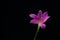 flowers zephyranthes Pink on black background A bright green sta